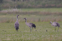 Kraanvogel 1-Friesland 5-7-2015