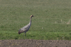 Kraanvogel 1 Groningen-prov. 20-3-2022