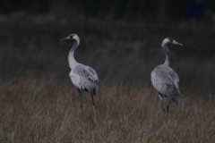 Kraanvogel 1 Groningen-prov. 22-4-2015 b