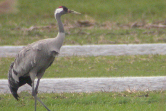 Kraanvogel 2-Friesland 28-2-2007