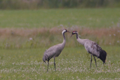 Kraanvogel 2-Friesland 5-7-2015