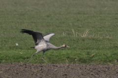 Kraanvogel 2 Groningen-prov. 20-3-2022