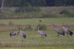 Kraanvogel 3-Friesland 5-7-2015