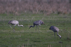 Kraanvogel 3 Groningen-prov. 22-4-2015 b