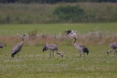 Kraanvogel 4-Friesland 5-7-2015 b