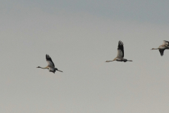 Kraanvogel 6-Friesland 5-7-2015