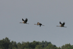 Kraanvogel 7-Friesland 5-7-2015