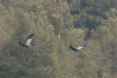 Kraanvogel-Friesland 4-8-2011