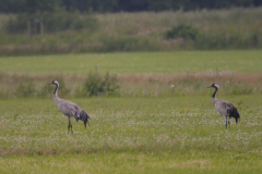 Kraanvogel-Friesland 5-7-2015