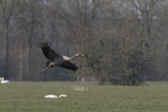 Kraanvogel Groningen-prov. 20-3-2022