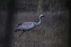 Kraanvogel Groningen-prov. 22-4-2015