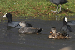 Krakeend, ♂ en ♀, en Meerkoet  1-Zuidlaardermeergebied 1-4-2015