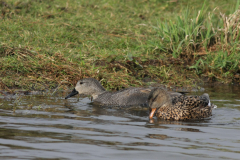 Krakeend, ♂ en ♀  2-Zuidlaardermeergebied 1-4-2015