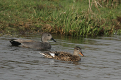 Krakeend, ♂ en ♀  3-Zuidlaardermeergebied 1-4-2015