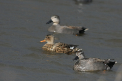 Krakeend, ♂ en ♀  4-Zuidlaardermeergebied 1-4-2015