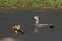 Krakeend, ♀ en ♂  5-Zuidlaardermeergebied 1-4-2015