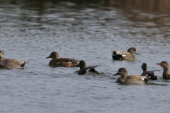 Krakeend, ♂ en ♀  Groningen-stad 8-3-2021