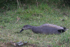 Krakeend, ♂ -Zuidlaardermeergebied 1-4-2015