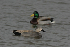 Krakeend, ♂  en Wilde eend-Zuidlaardermeergebied 1-4-2015