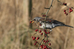 Kramsvogel 1 Groningen-prov. 23-1-2016