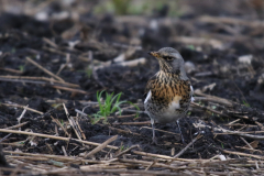 Kramsvogel 1 Groningen-prov. 27-1-2022