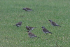 Kramsvogel 1 Groningen-prov. 3-1-2023