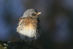 Kramsvogel 1 Groningen-stad 12-2 2021