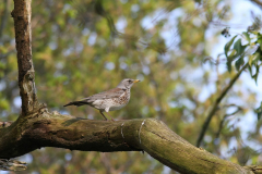 Kramsvogel 1-Hortus Haren 19-4-2011