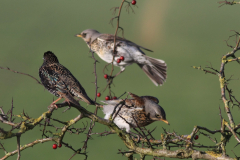 Kramsvogel  en Spreeuw 2 Groningen-prov. 23-1-2016