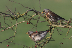 Kramsvogel 3 Groningen-prov. 23-1-2016