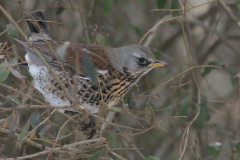 Kramsvogel 3 Groningen-stad 14-2-2010 b