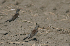 Kramsvogel Groningen-prov. 14-10-2007