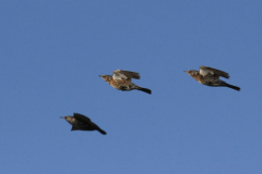 Kramsvogel en Spreeuw  Groningen-prov. 23-1-2016