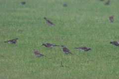 Kramsvogel Groningen-prov. 3-1-2023 b