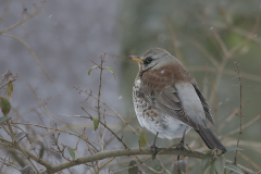 Kramsvogel Groningen-stad 14-2-2010