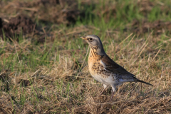 Kramsvogel Groningen-stad 17-11-2012