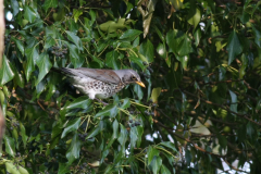 Kramsvogel-Hortus Haren 19-4-2011