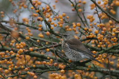 Kramsvogel-Hortus Haren 23-11-2008