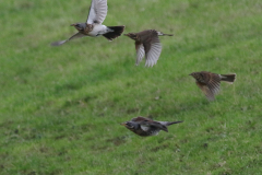 Kramsvogel, Koperwiek en Zanglijster-Eemshaven 28-10-2023