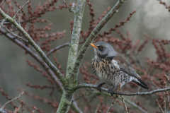 Kramsvogel, 2e kj.  Lauwersmeer 28-1-2016