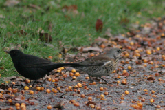 Kramsvogel, 1e kj.  en Merel-Hortus Haren 23-11-2008