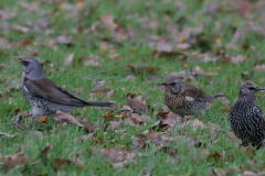 Kramsvogel en Spreeuw-Hortus Haren 23-11-2008