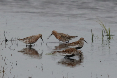 Krombek - en Bonte strandloper-Lauwersmeer 22-5-2023