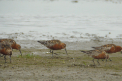 Krombekstrandloper, adult 1 Lauwersmeer 6-7-2011