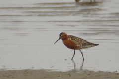 Krombekstrandloper, adult Groningen-kust 13-7-2013