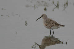 Krombekstrandloper, adult Lauwersmeer 1-9-2007