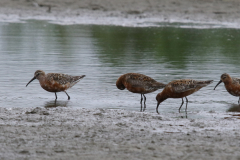 Krombekstrandloper-Lauwersmeer 22-7-2022