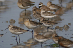 Krombekstrandloper, juv.  en Bonte strandloper Friesland-kust 3-9-2016