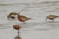 Krombek -  en Bonte strandloper Groningen-kust 13-7-2013