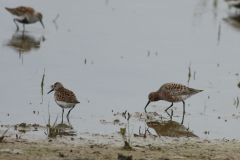 Krombek -  en Bonte strandloper-Lauwersmeer 29-5-2010